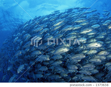 一群銀杏 1373638