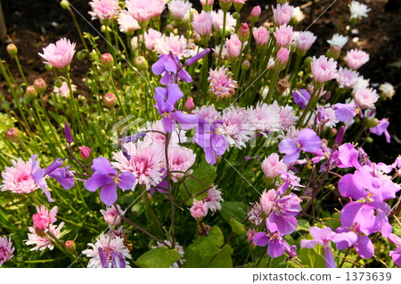 Momoiro Tanpopo Ora Araceitou Momoiro Tanpopo Ora Araceitou 1373639