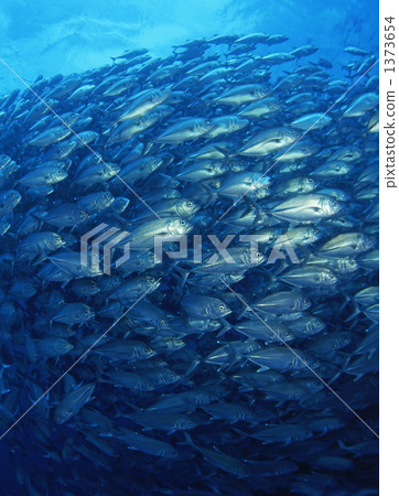 Flock of gingamames 1373654