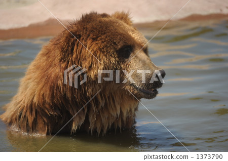 Bathing in a bear Bathing in a bear 1373790