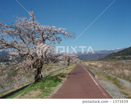 自行車公路賽 玫瑰花蕾櫻桃 河岸 1373839