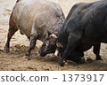 bullfight, bullfighting, horn 1373917