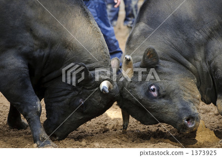 horn, horned, bullfight 1373925