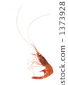 deep-water shrimp, Marine Product, fish and shellfish 1373928