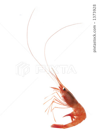 深水蝦 海鮮 海產品 1373928