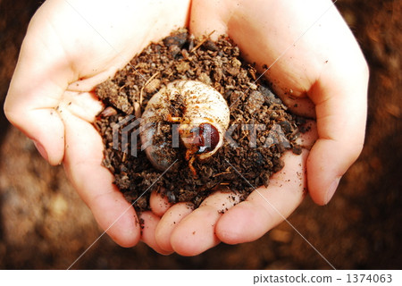Beetle larvae 1374063