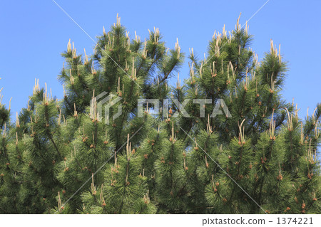 松樹 1374221