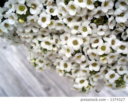 alyssum, white flowers, White Flower 1374327