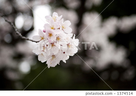 櫻花 櫻 賞櫻 1374514