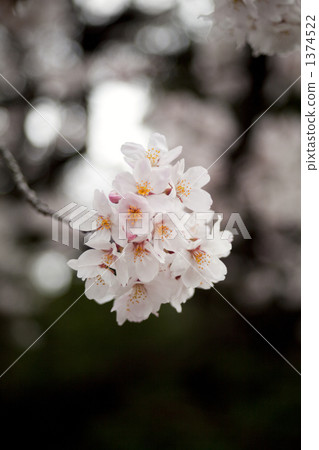 櫻花 櫻 賞櫻 1374522