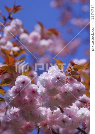 綠色橘子橘子 牡丹櫻 重瓣寒緋櫻 1374784