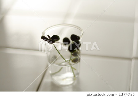 葉 樹葉 葉子 1374785