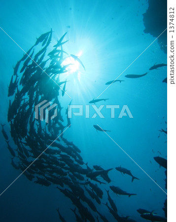 Ginga群羊群 1374812