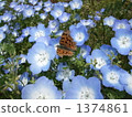 Kitatteha and Nemophila 1374861