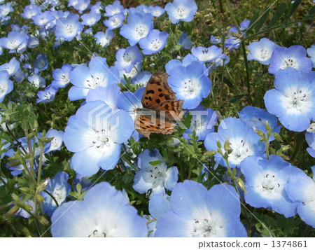 Kitatteha和Nemophila 1374861