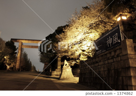 靖國神社 夜櫻 夜晚的櫻花樹 1374862