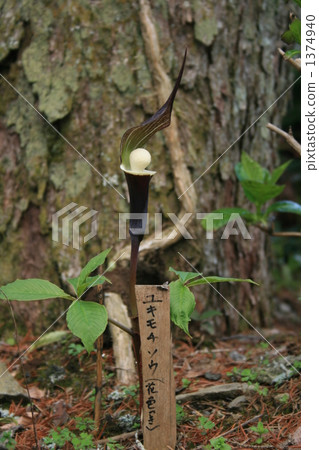 Snow rice cake (Yukimotisou) 1374940