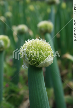 Fresh green onion 1374941