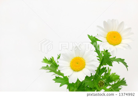 North pole North pole 1374992