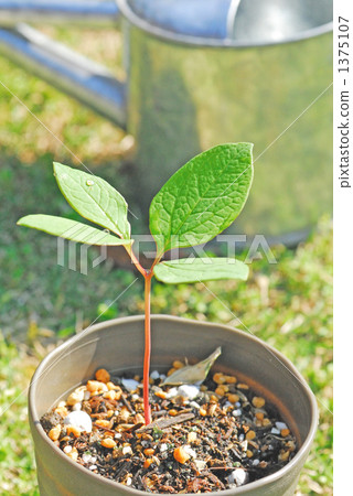 Stock Photo: seeding, everyday life, foliage