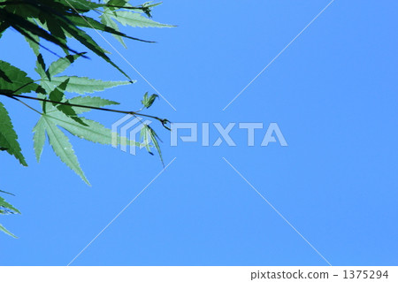 red leafe, tender green, verdure 1375294