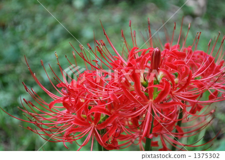 群集孤挺花 群集孤挺花 1375302