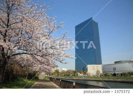 大阪商業園和櫻花 1375372