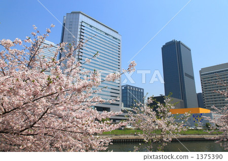 大阪商業園和櫻花 1375390