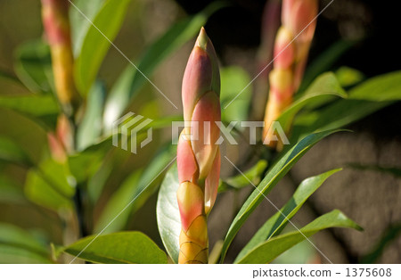 Sprout Sprout 1375608