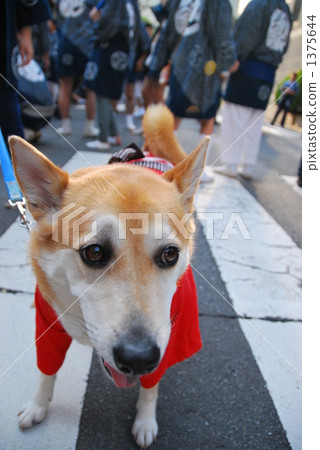 Festival dog 1375644