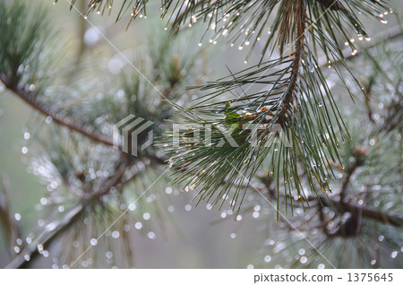 松葉和水滴 1375645