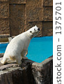 北極熊 1375701