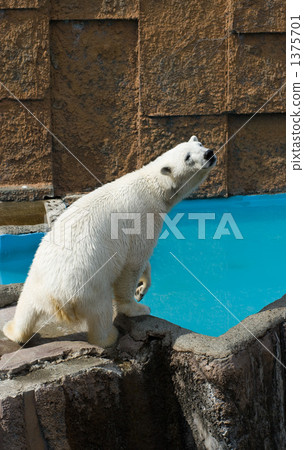 北極熊 1375701