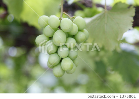 Grapes to become trees 1375801