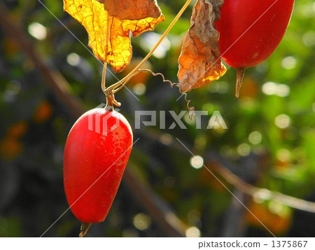 December Actual Cala Uli · Uryuki 01 December Actual Cala Uli · Uryuki 01 1375867