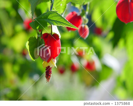 December Ukitsuriboku / Aoi family 15 December Ukitsuriboku / Aoi family 15 1375868