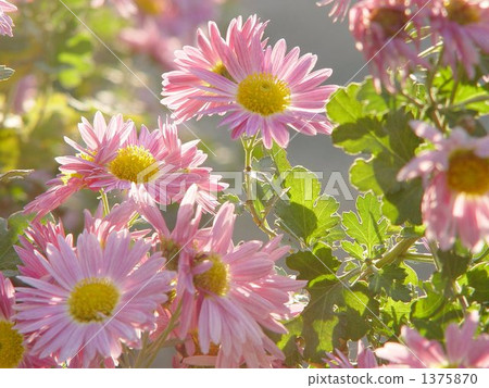 December Chrysanthemum and Chrysanthemum 13 December Chrysanthemum and Chrysanthemum 13 1375870