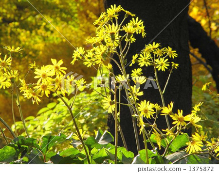 12月Tsubaki·Asteraceae 14 12月Tsubaki·Asteraceae 14 1375872