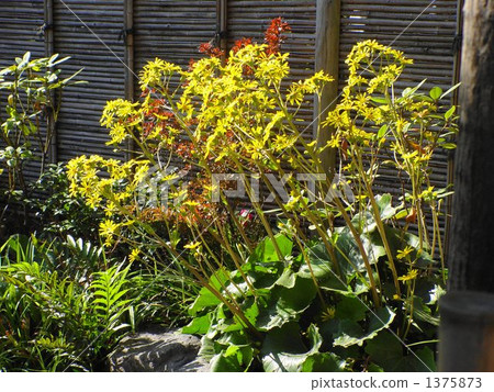 12月Tsubaki·Asteraceae 15 1375873