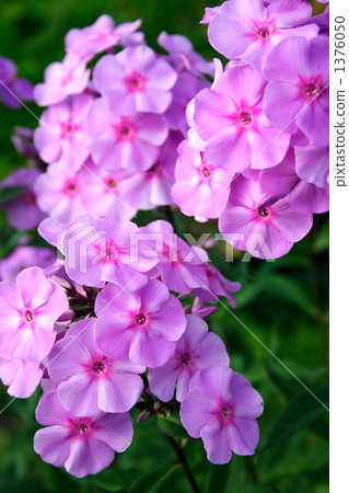Oiransou 1376050