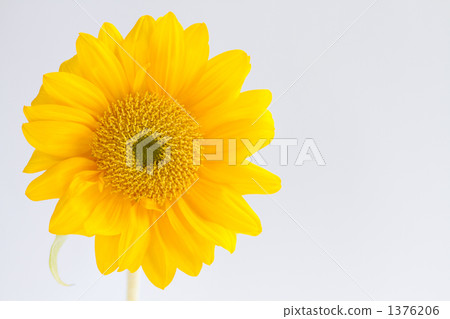 Sunflower of one wheel (sunflower) 1376206