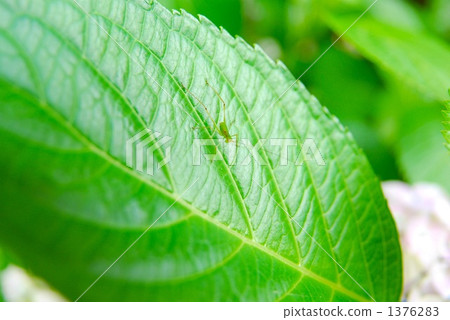 Green insect 1376283