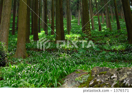 分類樹 灌木叢 草叢 1376571
