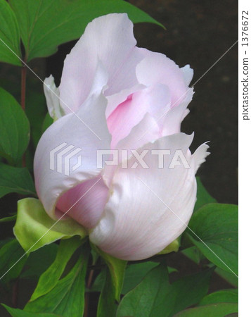 牡丹之芽 牡丹之芽 1376672