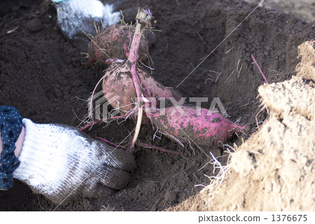 Digging sweet potatoes Digging sweet potatoes 1376675