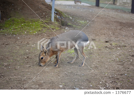 Mara Mara 1376677