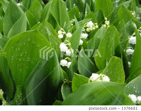 lily-of-the-valley, lily of the valley, rainy season 1376681
