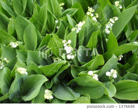 lily-of-the-valley, lily of the valley, rainy season 1376686