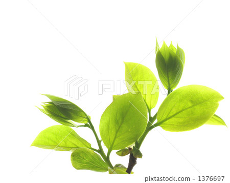Wakaba persimmon leaves 1376697