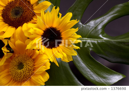 Sunflower (sunflower) and Monstera 1376698